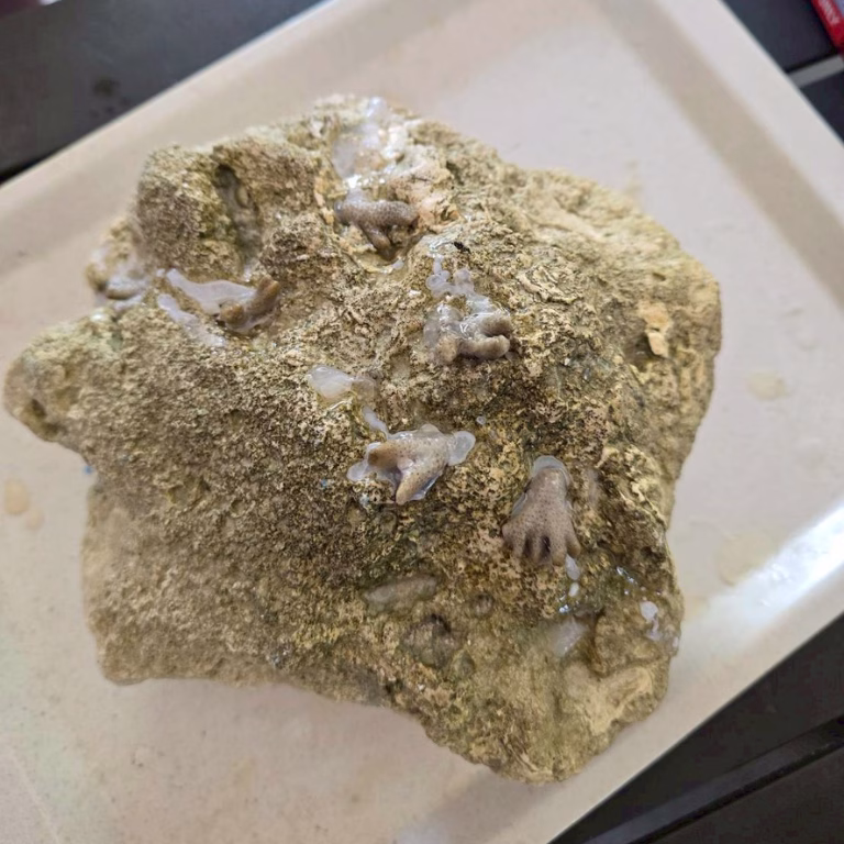 ก้อนหินที่ได้รับการปลูกขยายพันธุ์ปะการัง (Coral Propagation) ซึ่งเป็นส่วนหนึ่งของกิจกรรม CSR อนุรักษ์ธรรมชาติทางทะเล ณ Marine Discovery Center