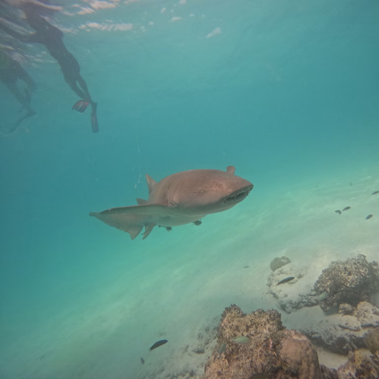 นักท่องเที่ยวทำกิจกรรมดำน้ำตื้น (Snorkeling) ชมฉลามพยาบาล (Nurse Shark) อย่างใกล้ชิด ท่ามกลางน้ำทะเลใสที่มัลดีฟส์