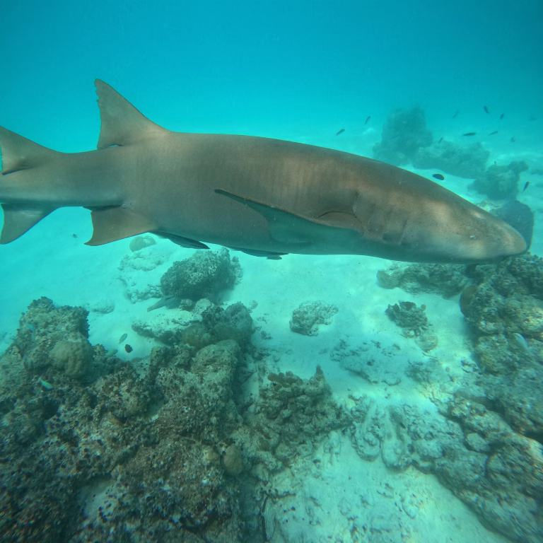 ภาพระยะใกล้ของฉลามพยาบาล (Nurse Shark) ขนาดใหญ่ ว่ายอยู่เหนือแนวปะการังและพื้นทรายขาวละเอียดใต้ท้องทะเลมัลดีฟส์