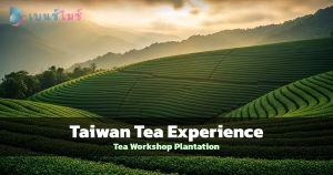ไร่ชาไต้หวันบนภูเขาสูงกับหมอกยามเช้า สำหรับ Incentive Trip